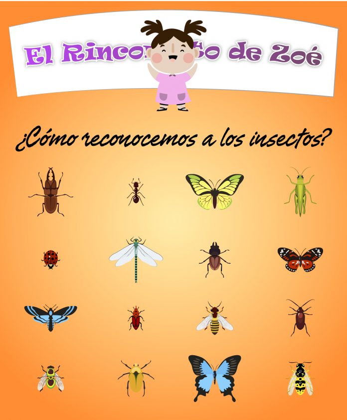 Rinconcito de Zoe3-03