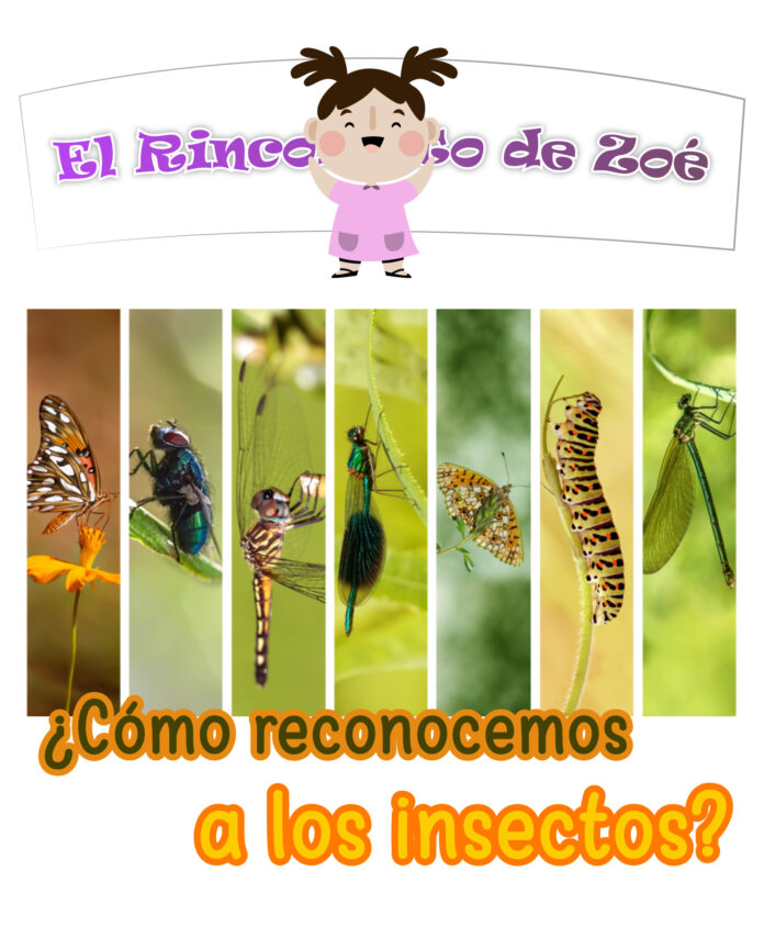 Rinconcito de Zoe insectos-02