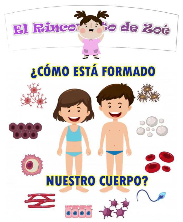 Rinconcito de Zoe CUERPO HUMANO-03