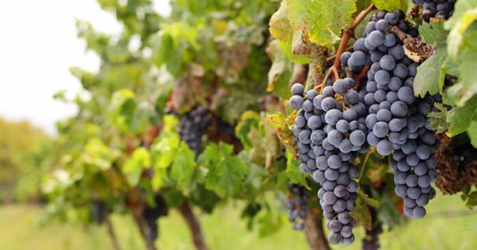syrah