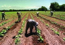 El Niño en San Juan: chacareros sanjuaninos temen disminuir su producción agrícola y que haya alteraciones en los precios